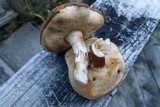 Xanthoconium affine image