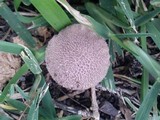 Lycoperdon caudatum image