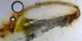 Aspicilia cuprea image