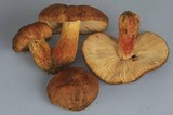 Russula mutabilis image