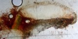 Aspicilia cuprea image