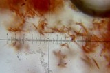 Aspicilia cuprea image