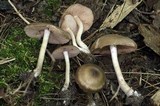 Entoloma clypeatum image