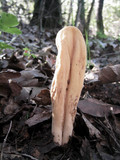 Clavariadelphus occidentalis image