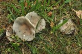 Russula modesta image