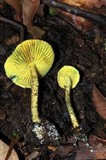 Lepiota trichroma image