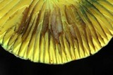 Lepiota trichroma image