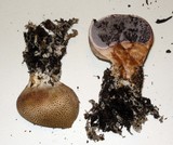 Scleroderma areolatum image
