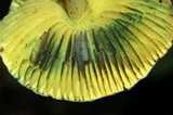 Lepiota trichroma image