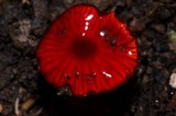 Hygrocybe hypohaemacta image