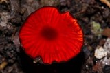 Hygrocybe hypohaemacta image