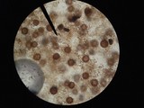 Scleroderma areolatum image