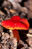 Hygrocybe hypohaemacta image