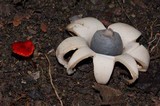 Hygrocybe hypohaemacta image