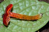 Hygrocybe hypohaemacta image