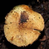 Lepiota trichroma image