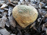 Scleroderma areolatum image