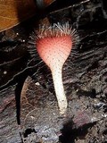 Cookeina tricholoma image