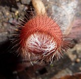 Cookeina tricholoma image