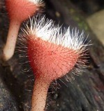 Cookeina tricholoma image