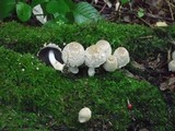 Coprinopsis variegata image