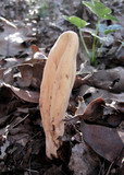 Clavariadelphus occidentalis image