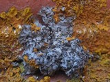 Phaeophyscia hirsuta image