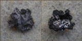 Phaeophyscia hirsuta image