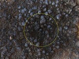 Caloplaca variabilis image