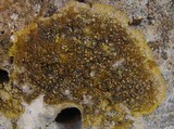 Caloplaca aurantia image