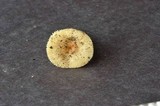 Russula pallescens image