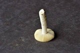 Russula pallescens image
