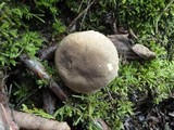 Retiboletus griseus image