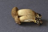 Retiboletus griseus image