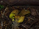 Phylloporus rhodoxanthus image