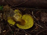 Phylloporus rhodoxanthus image