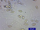 Phylloporus rhodoxanthus image