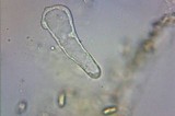 Phylloporus rhodoxanthus image