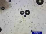 Phylloporus rhodoxanthus image