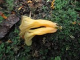 Craterellus lutescens image