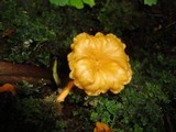 Craterellus lutescens image