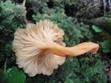 Craterellus lutescens image