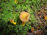 Craterellus lutescens image