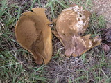 Calvatia pachyderma image