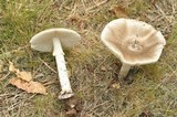 Amanita spreta image