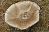 Amanita spreta image