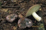 Russula variata image
