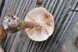 Amanita flavorubens image