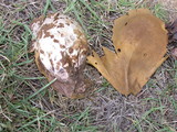 Calvatia pachyderma image