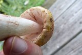 Amanita flavorubens image